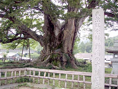 野間の大けやき