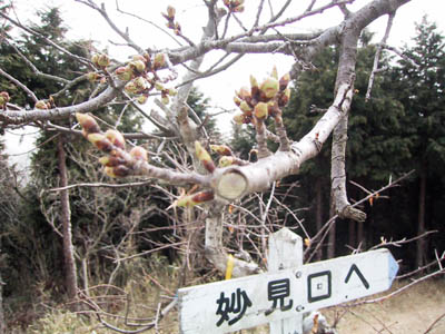 つぼみの桜