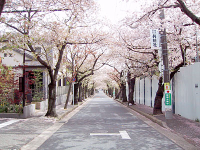 桜のトンネル