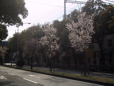 元町の桜