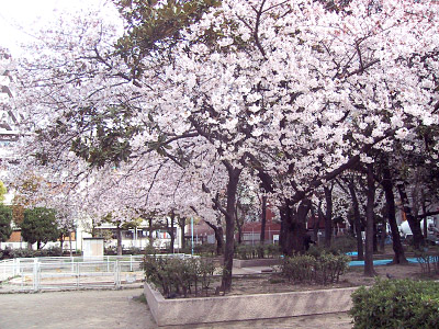 公園の桜