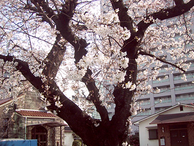 北野教会の桜