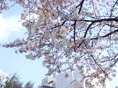 北野教会の桜
