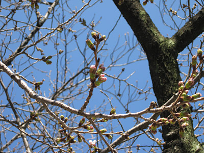 桜のつぼみ