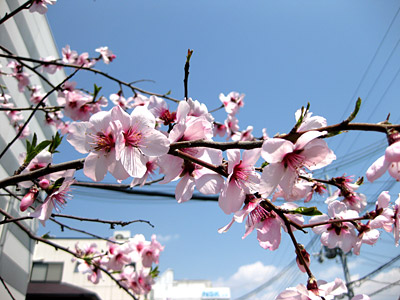 桜開花