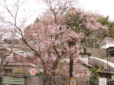 桜