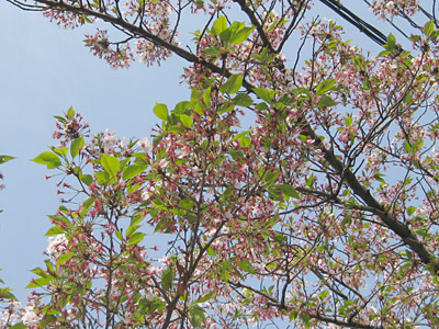 葉桜