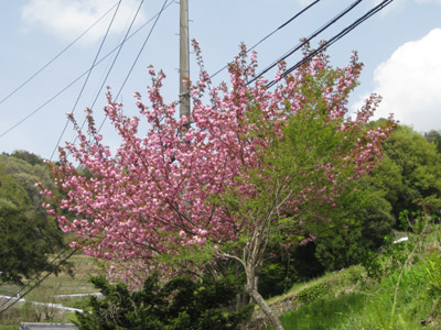 八重桜