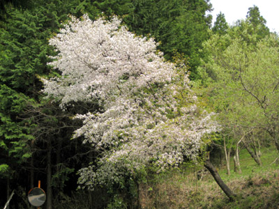 山桜