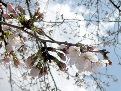 桜開花