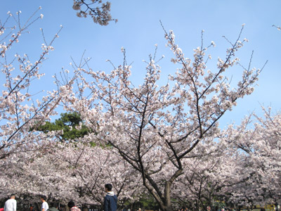 浜寺公園の桜