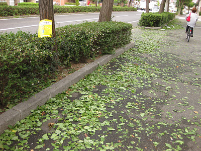 台風一過